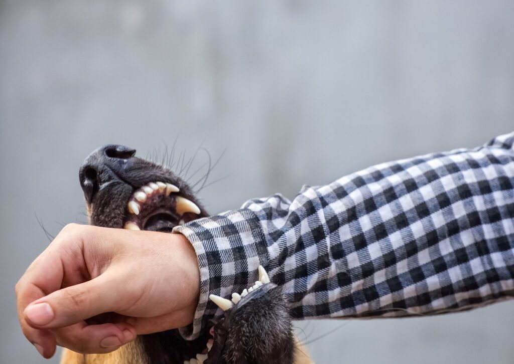 German shepard on verge of biting man's wrist. Intended to visualize hypothetical personal injury dog bite case in Connecticut.